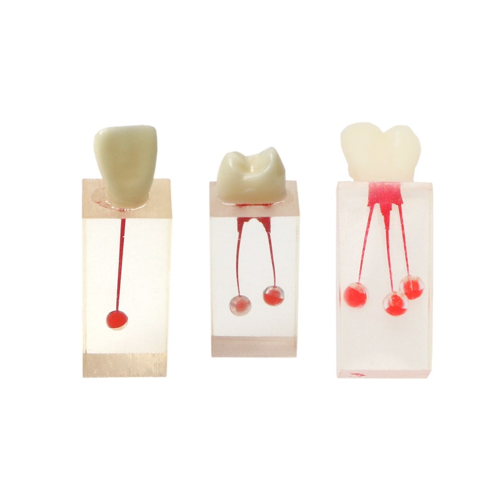 Dental Root Canal Practice Teeth Model for Pulp Study RCT Endo File Teach Study