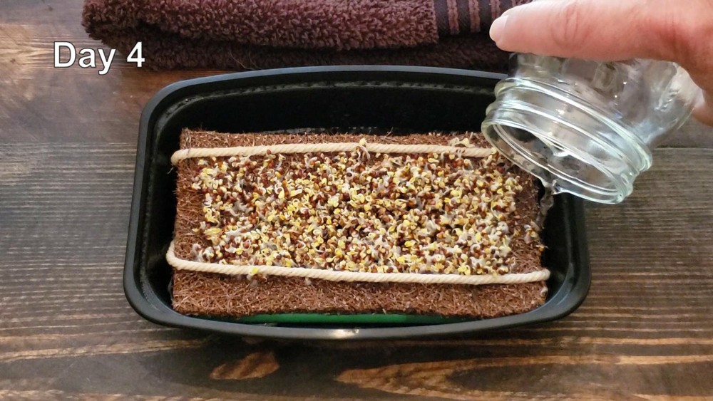 Microgreen Grow Kit - Basic Salad Mix