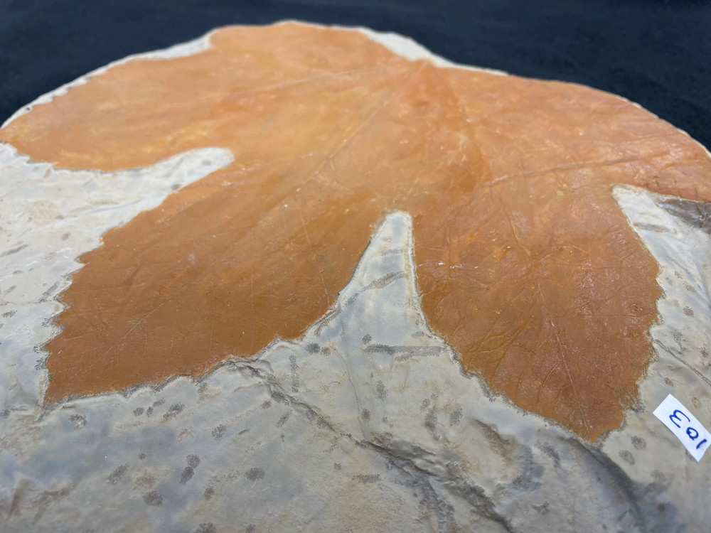 Ginormous Montana Leaf Fossil