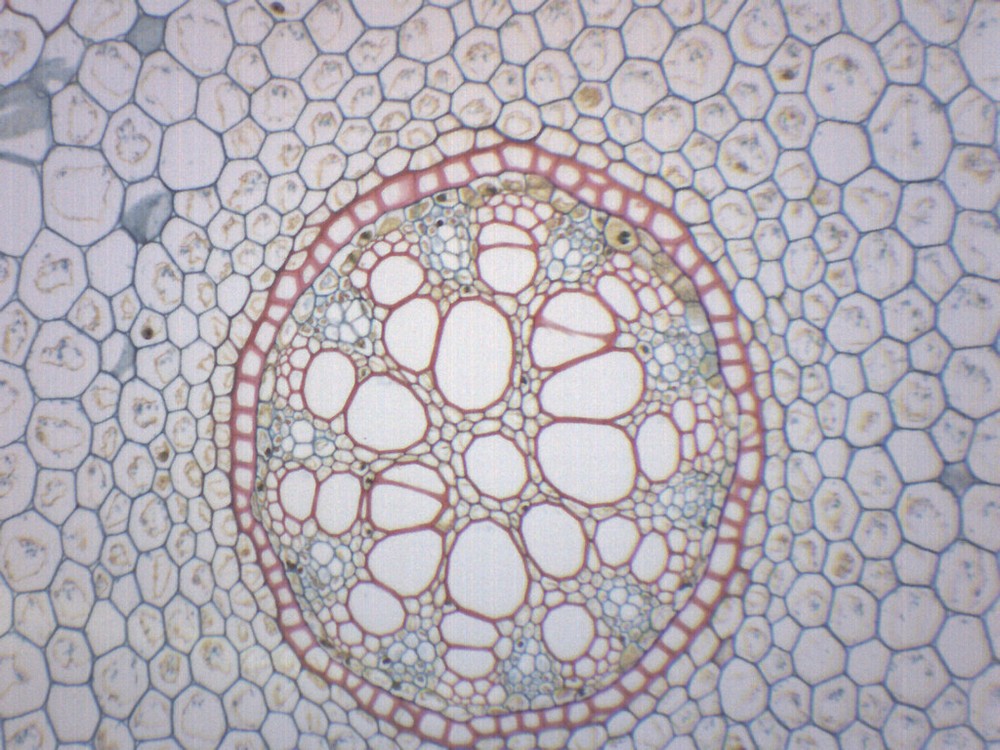 Lilium Root - Prepared Microscope Slide - 75x25mm - Eisco Labs