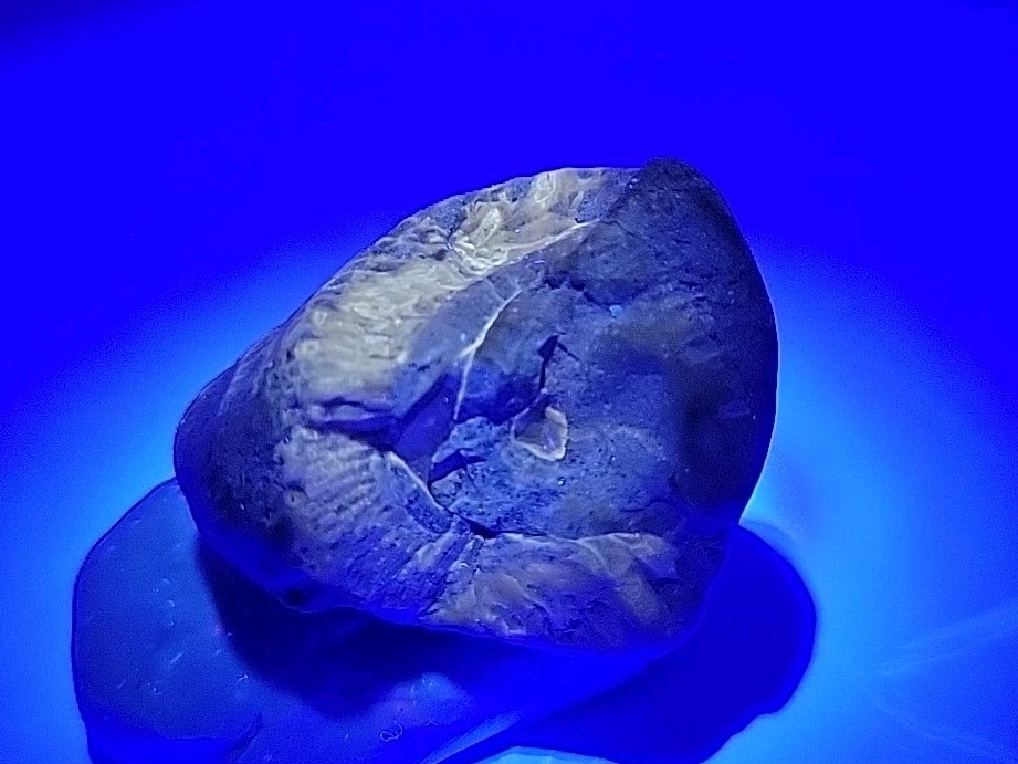 Egg Fossil Permineralized