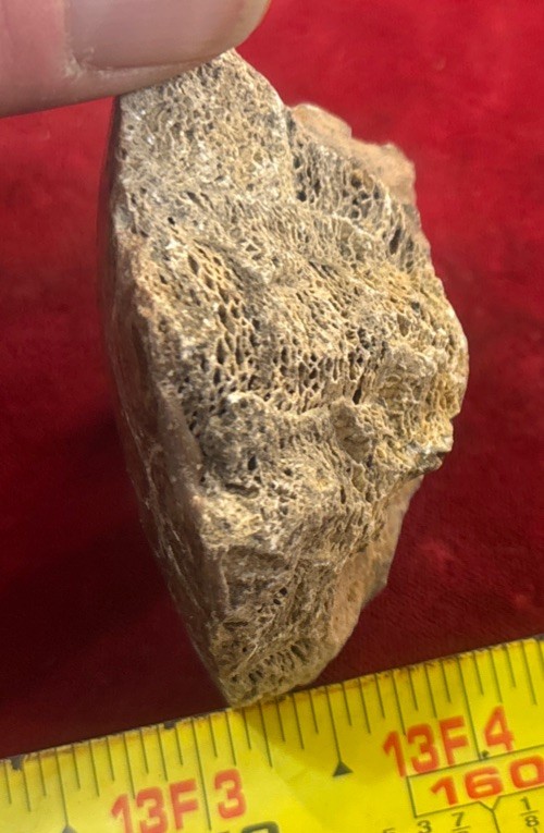 Petrified Coral End Polished
