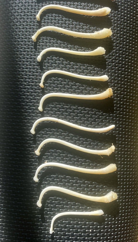 COON DICK for 1 Raccoon Baculum REAL Authentic Tooth Pick /Moonshine