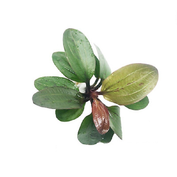 Amazon Sword Echinodorus (Red Pearl) In 2" Pot