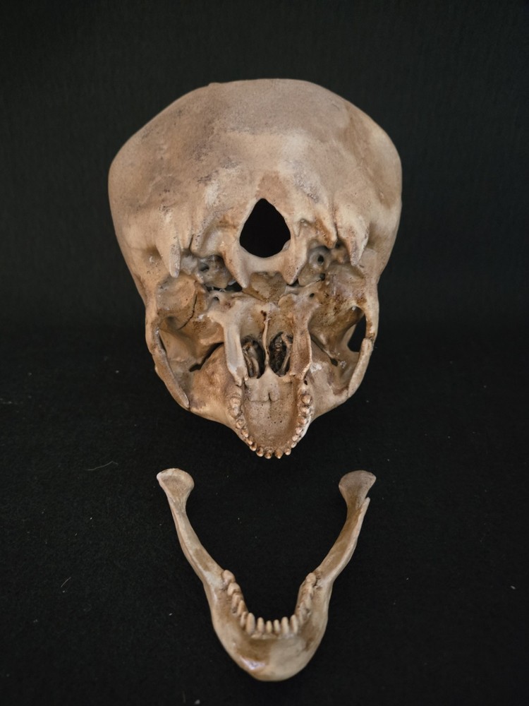Skull Alien Realistic Full Size