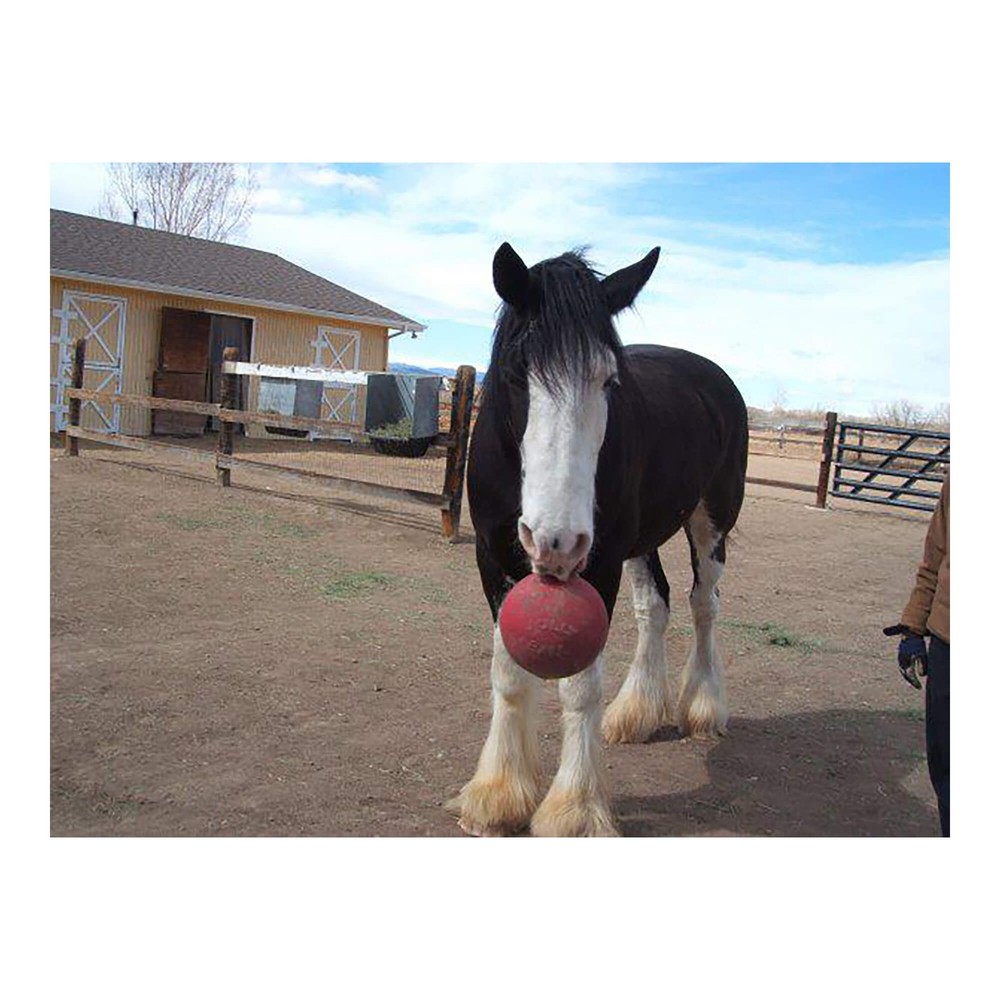 Jolly Ball 10" Scented Bubble Gum