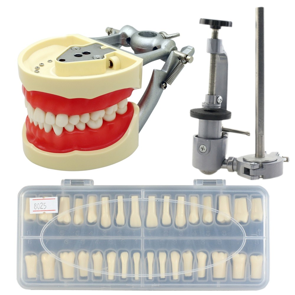 Dental Typodont Model 32pcs Removable Teeth Mounting Pole Kilgore Nissin 200