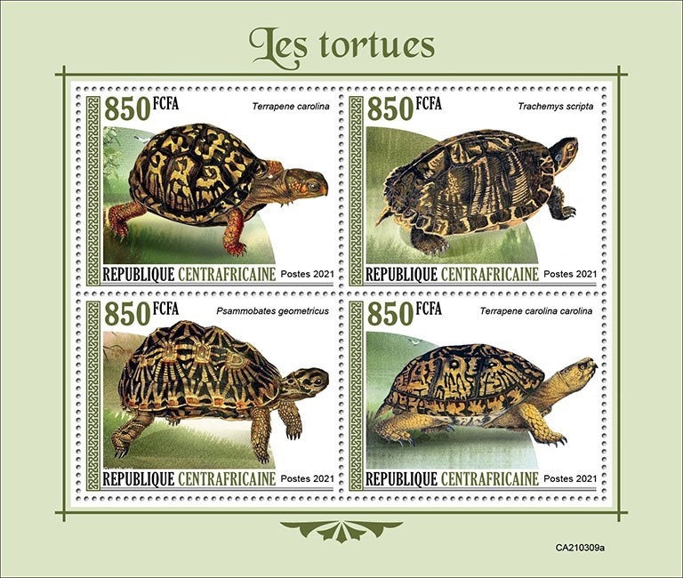 Turtles