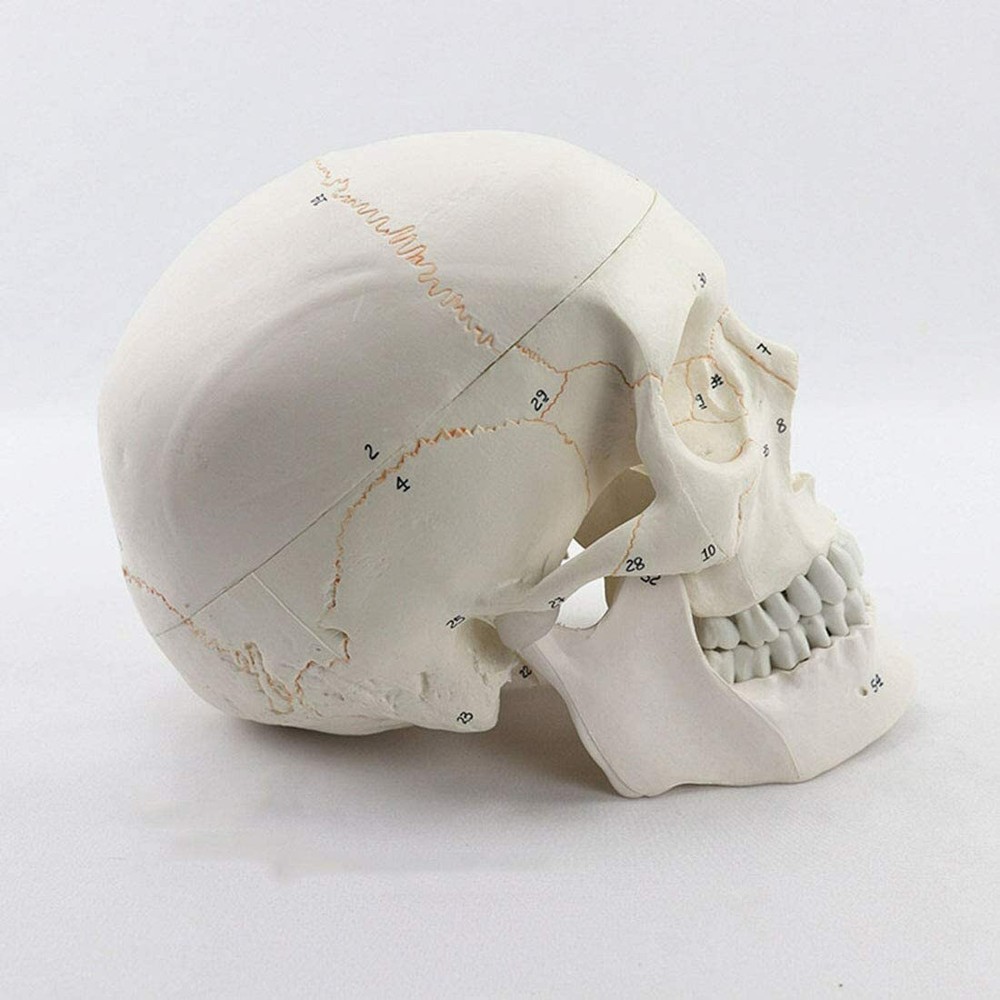 Life Size Numbered Human Skull Model 3 Parts Anatomical Model Teaching Model