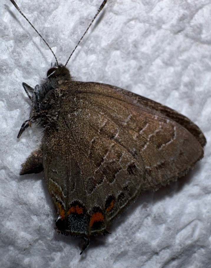 JS - STRIPED HAIRSTREAK - Satyrium liparops 11