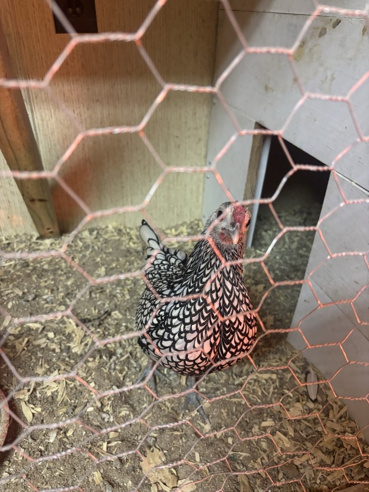 Silver Seabright Hatching Eggs - 6 Eggs