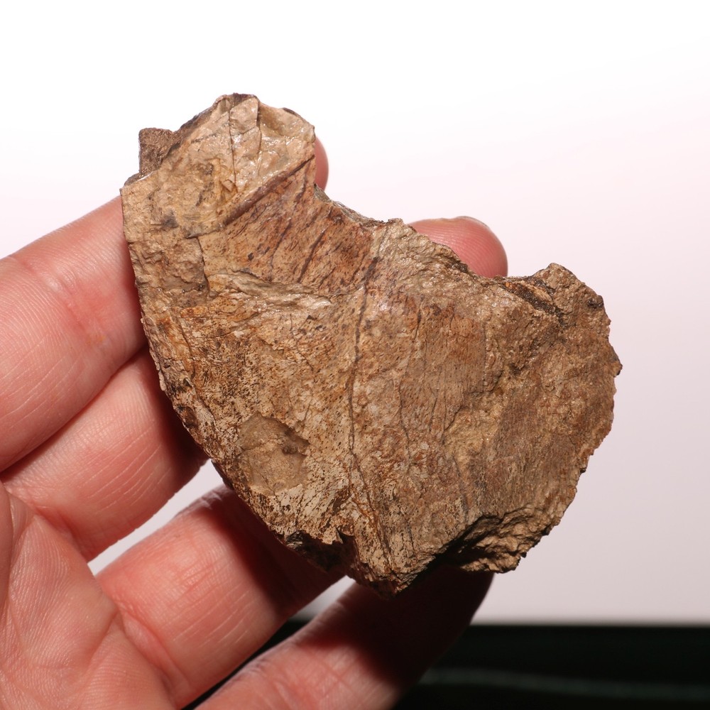 Ankylosaurus Scute Armor - Authentic Fossil - Hell Creek Formation Cretaceous