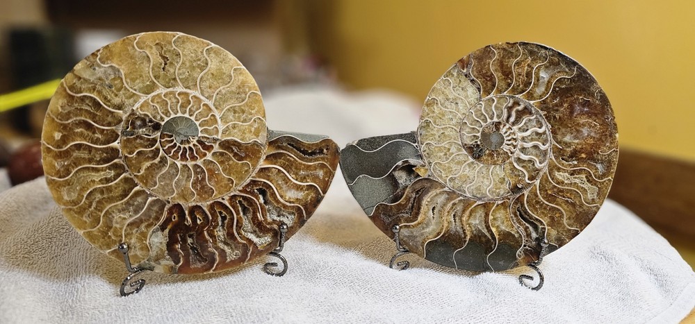 Ammonite Natural Pair