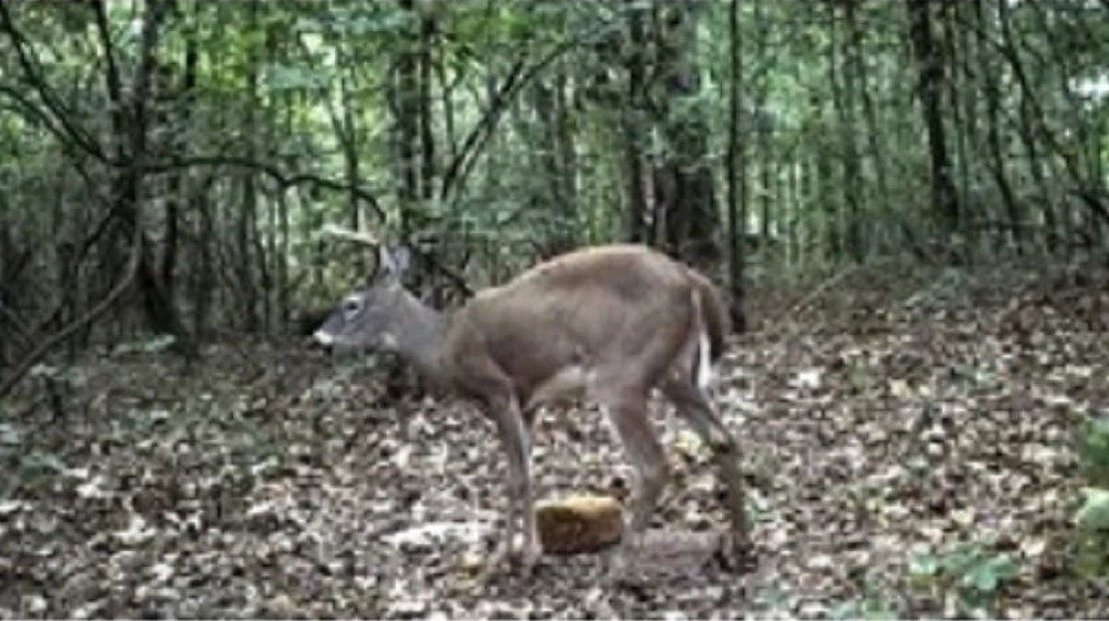 Deer Block 20lb,FREE SHIPPING