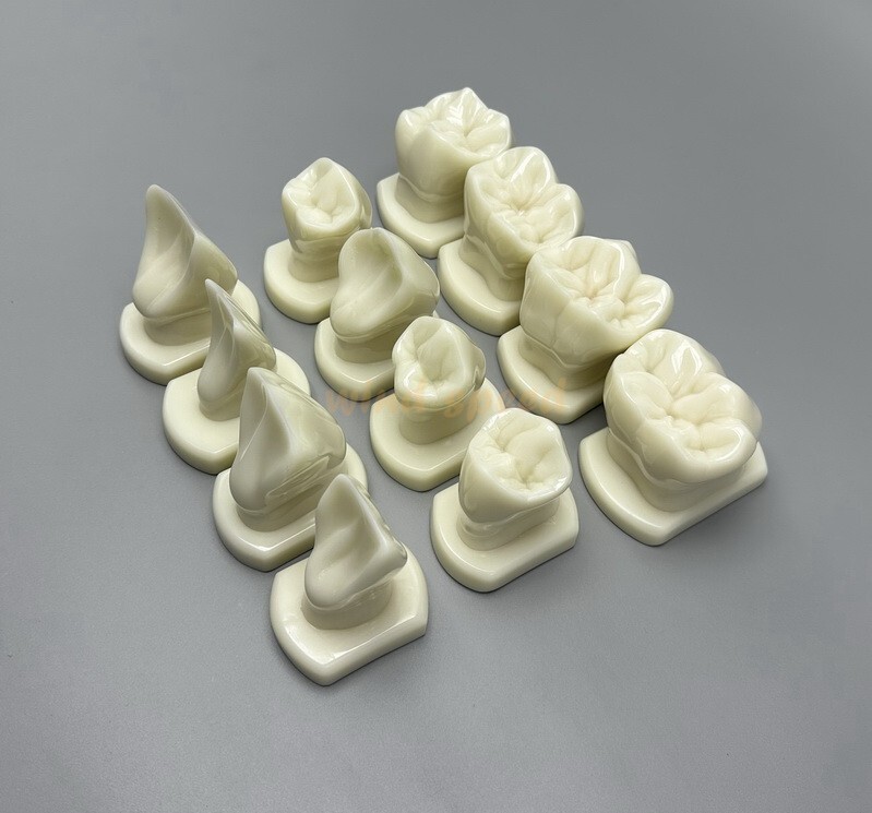 Dental Teeth Form Models OrthodonticTypodont Model For Lab Teaching Tooth Study