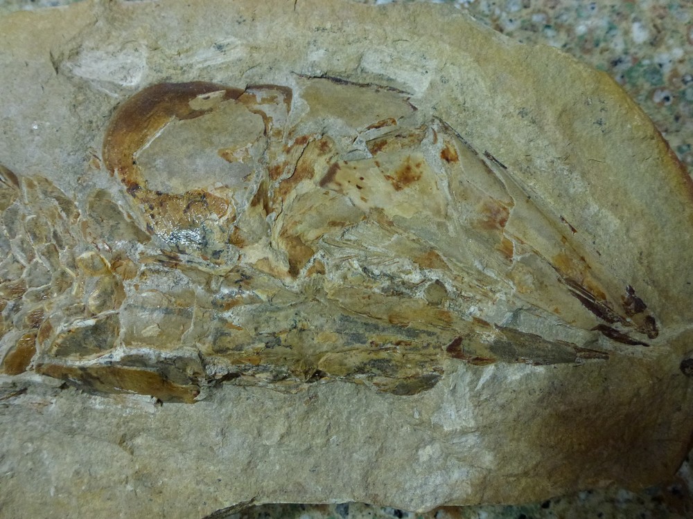 Fossil Fish 9" by 12" Vinctifer comptoni Agassiz 1834 , a bony fish