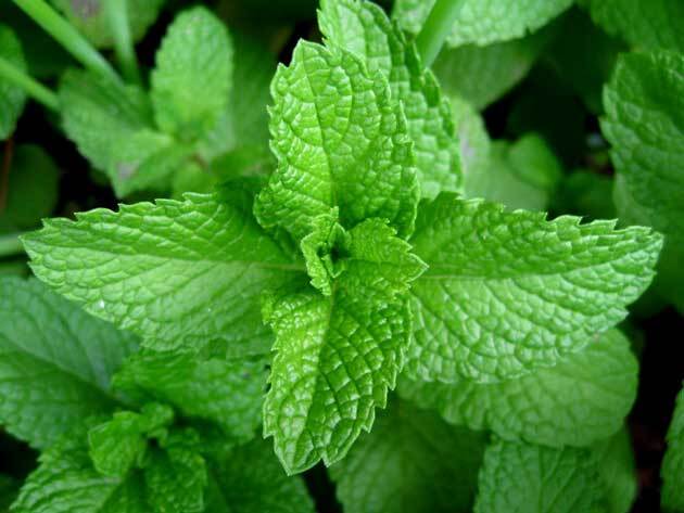 Organic Peppermint Tea
