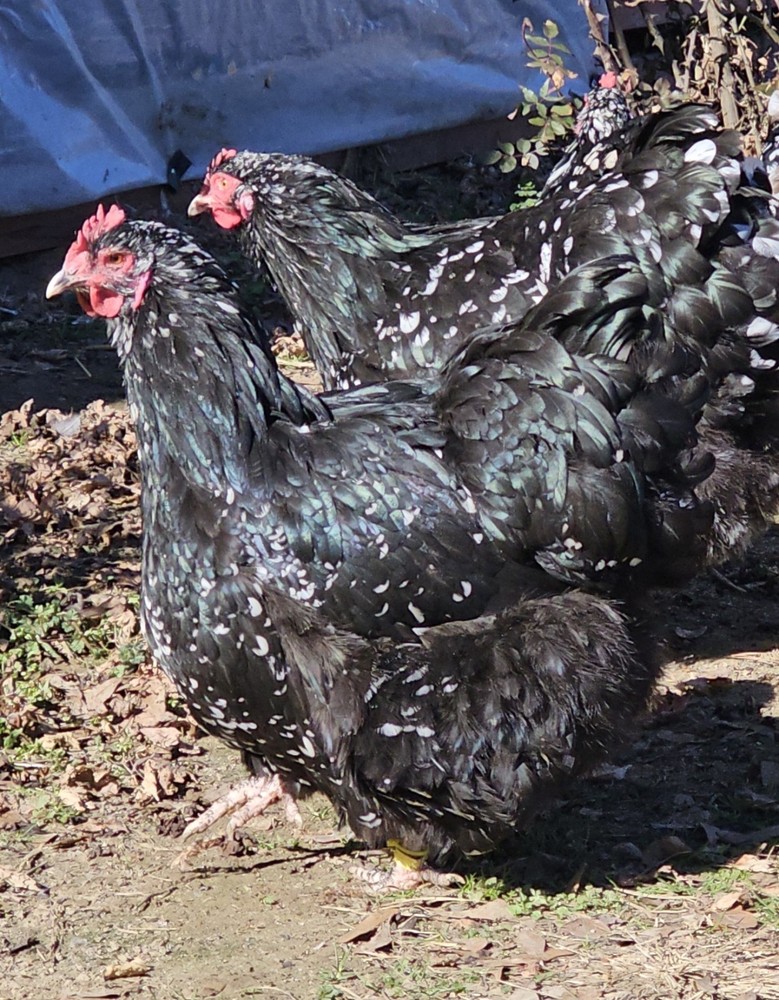 8+ English Mottled Orpington Hatching Eggs