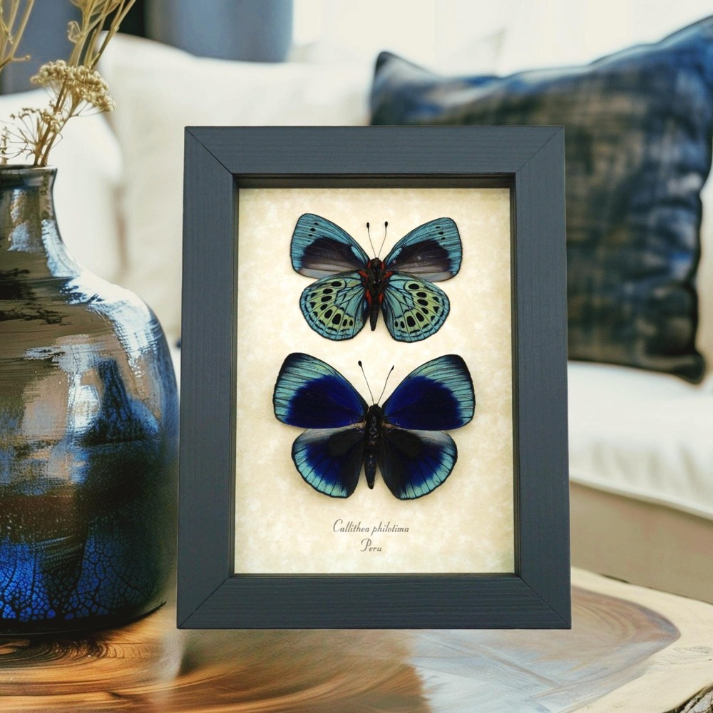 Charles Darwin Butterfly Pair Callithea philotima Asterope leprieuri Framed