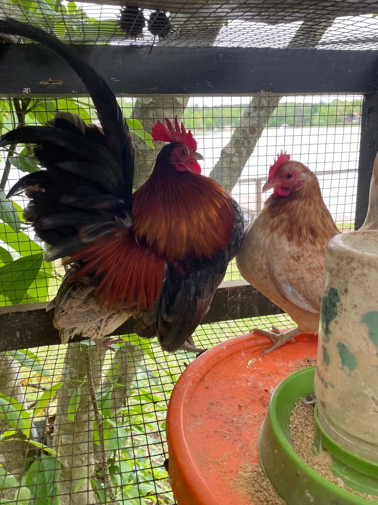 4 Malaysian Serama hatching eggs