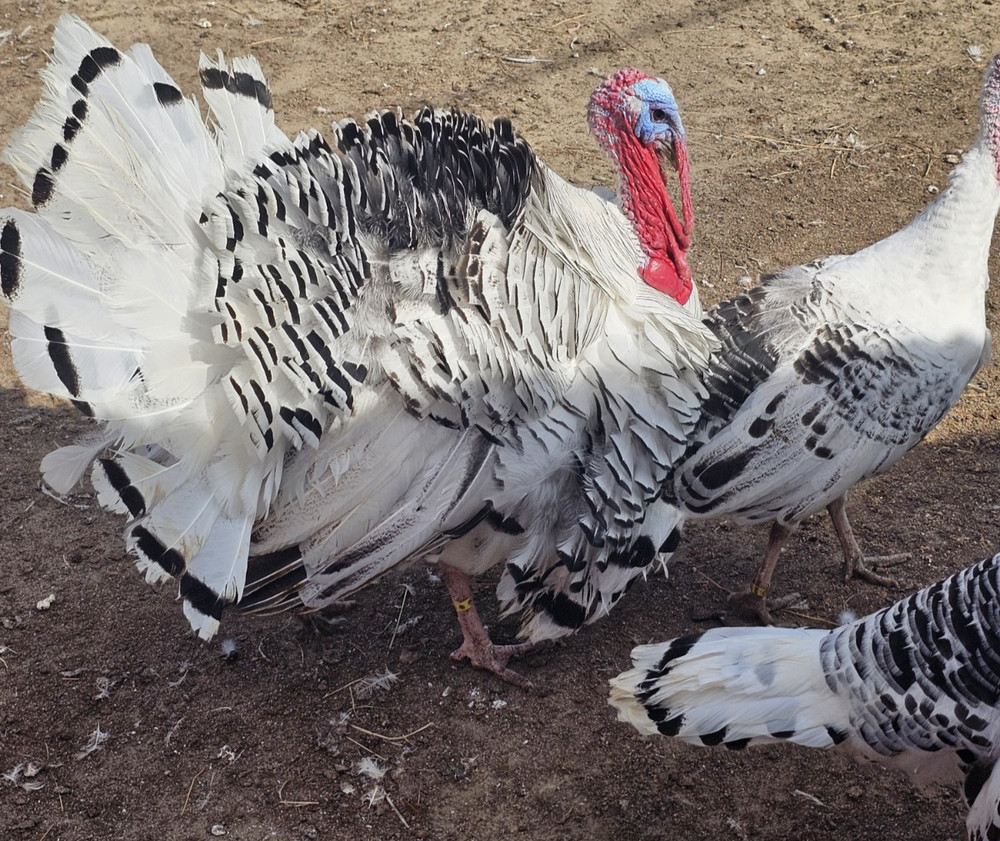 12 Royal Palm Turkey Hatching Eggs