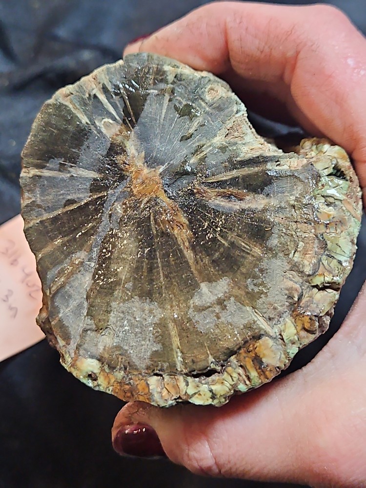Zimbabwe Petrified Log Specimen (3 Lbs 4 Oz )