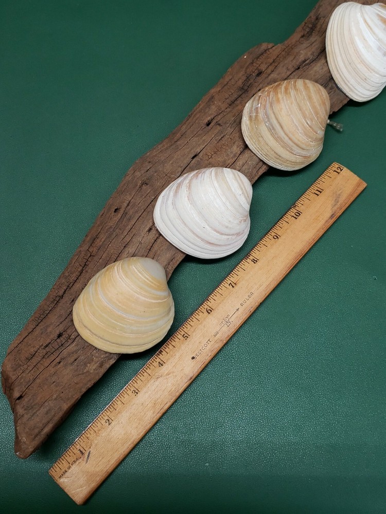 Driftwood With Seashells Wall Hanger Décor 22 in