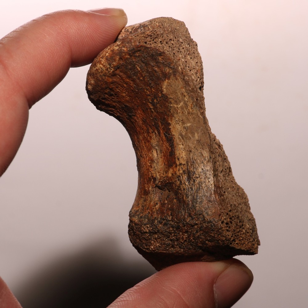 Dinosaur Vertebra Partial - Nice Sized - Hell Creek Formation CRETACEOUS Great