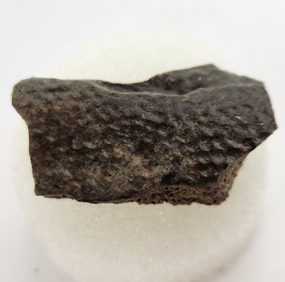 Cretaceous Turtle Shell Fossil - Testudines - Judith River Fm. - Hill Co., MT