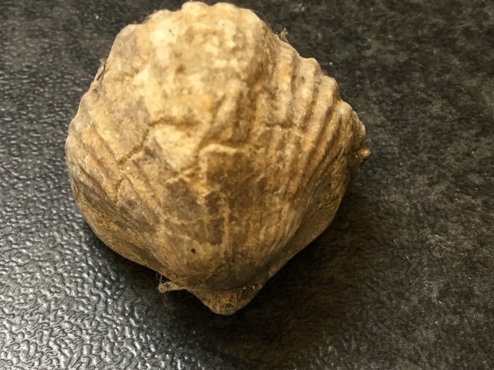 Fossil of a Shellfish 2.5cm long