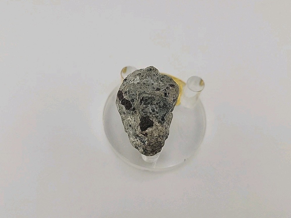 Full Dinosaur Fossil Skull Authentic