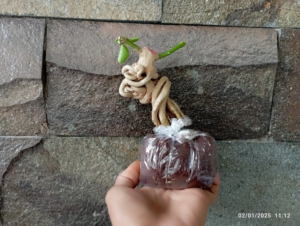 Premna Microphylla Bonsai Trunk Material ~ Twisting Style ~ Live Bonsai Tree