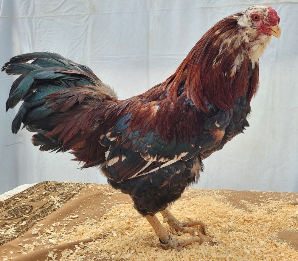 12 Russian Orloff Htching Eggs Npip