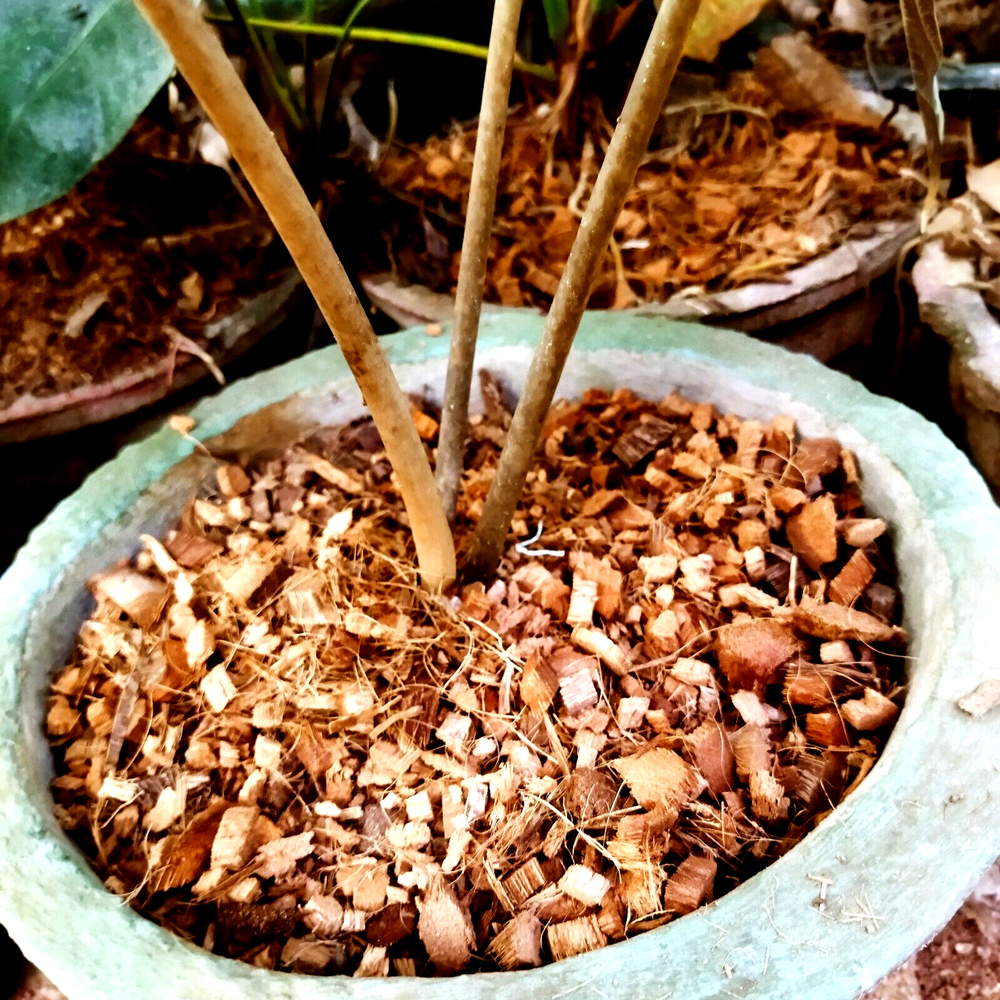 Coconut Husk Chips 100% Natural clean High quality coconut chips