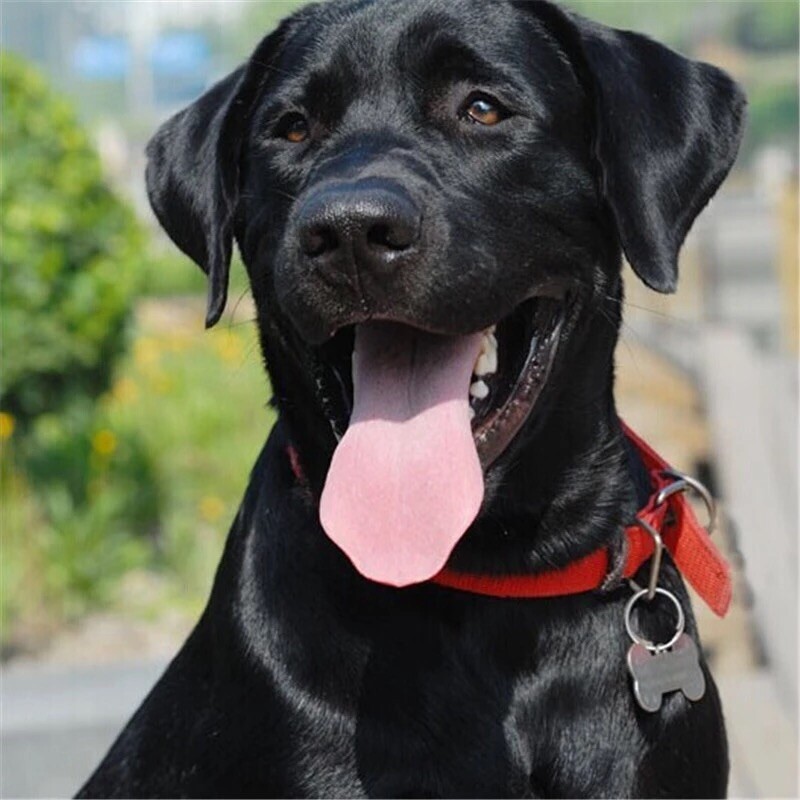 Dog Pet ID Tags Personalized Name Bone Shape Tag Custom Engraved