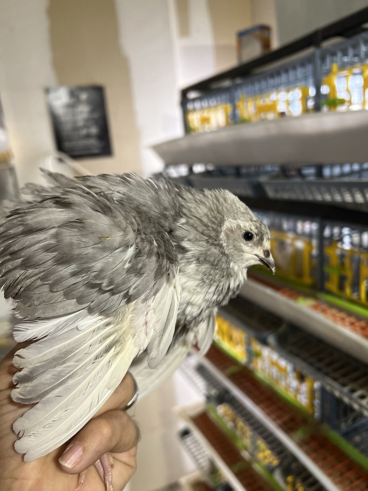 48 Mix All Rare Quail Hatching Eggs