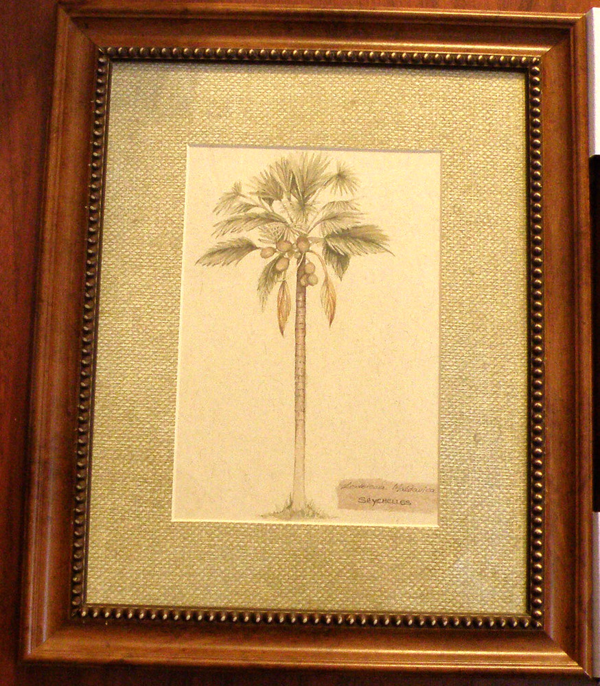 2 Tropical Palm Pictures In Frame