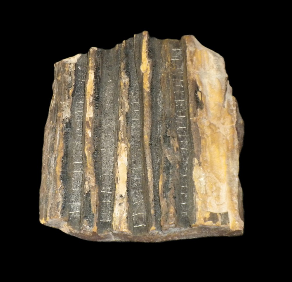 LARGE Petrified Wood Tree Bark Section ~ Beautiful, Museum Quality Display