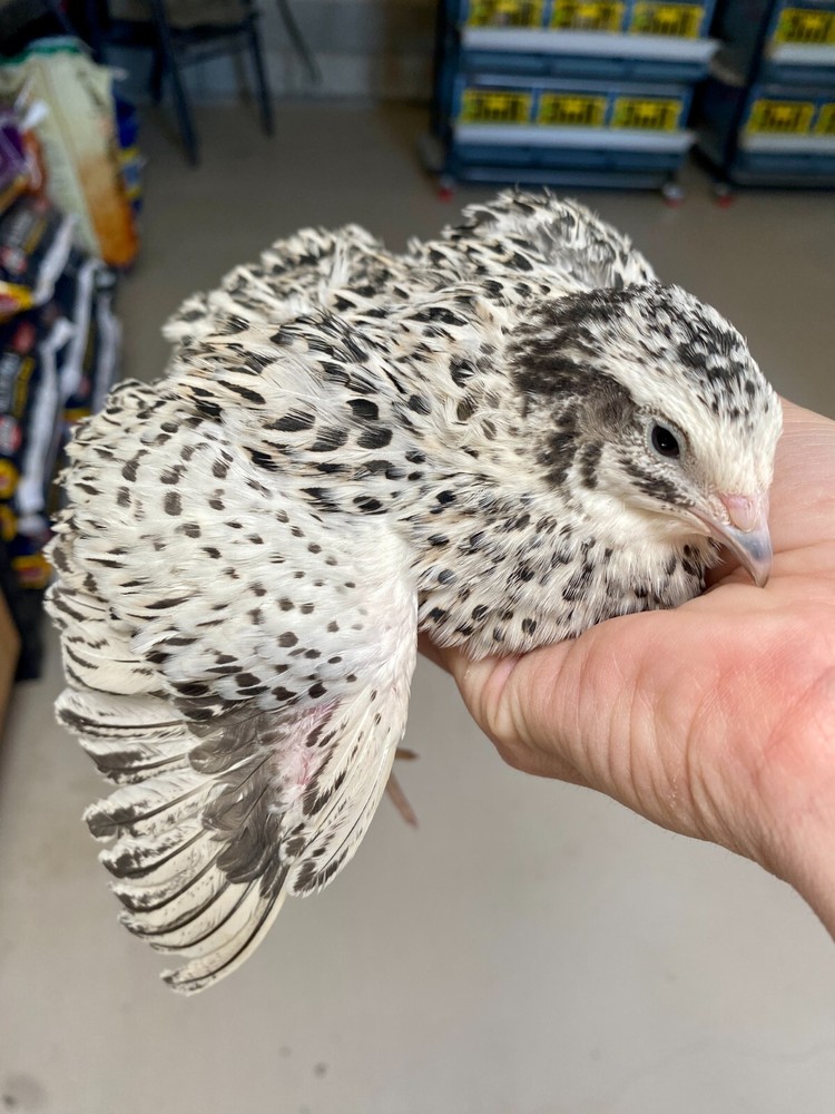36 - Celadon (100% True Blue) & Jumbo Pearl Fee Coturnix Quail Hatching Eggs