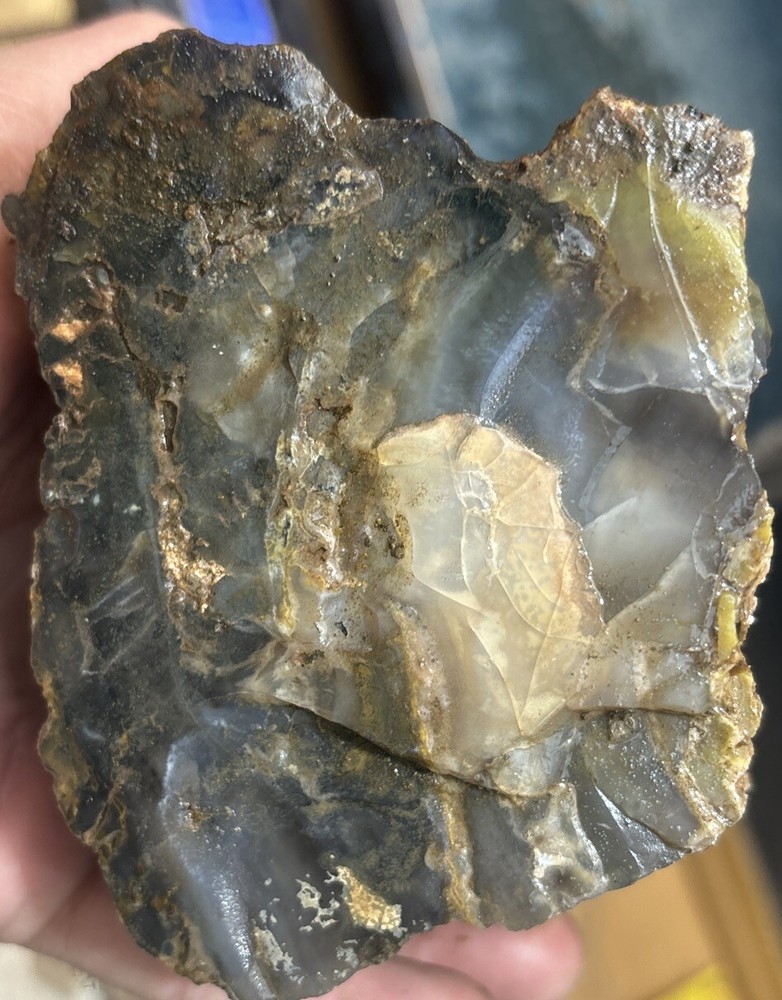 Colorful petrified wood
