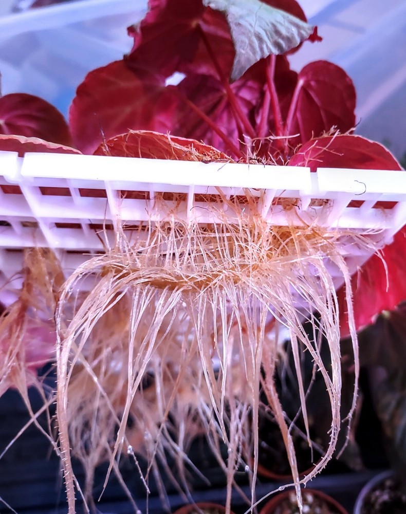 6x Strength Terrarium Culture Root Maker