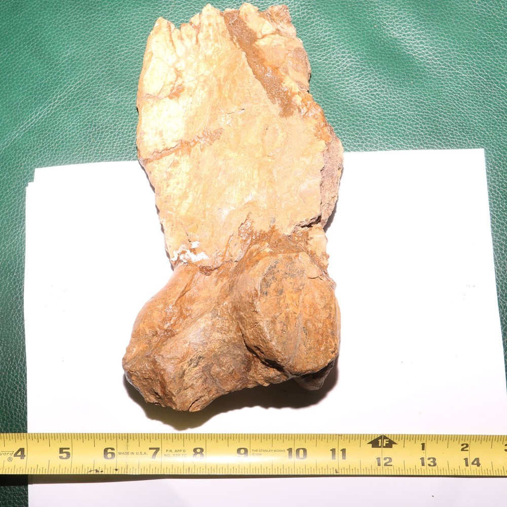 Triceratops Syncervical Vertebra Process Section Hell Creek Formation Cretaceous
