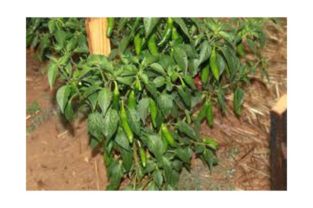 Serrano Pepper, Long RED Thin, Heirloom, Grown 25+ Seeds