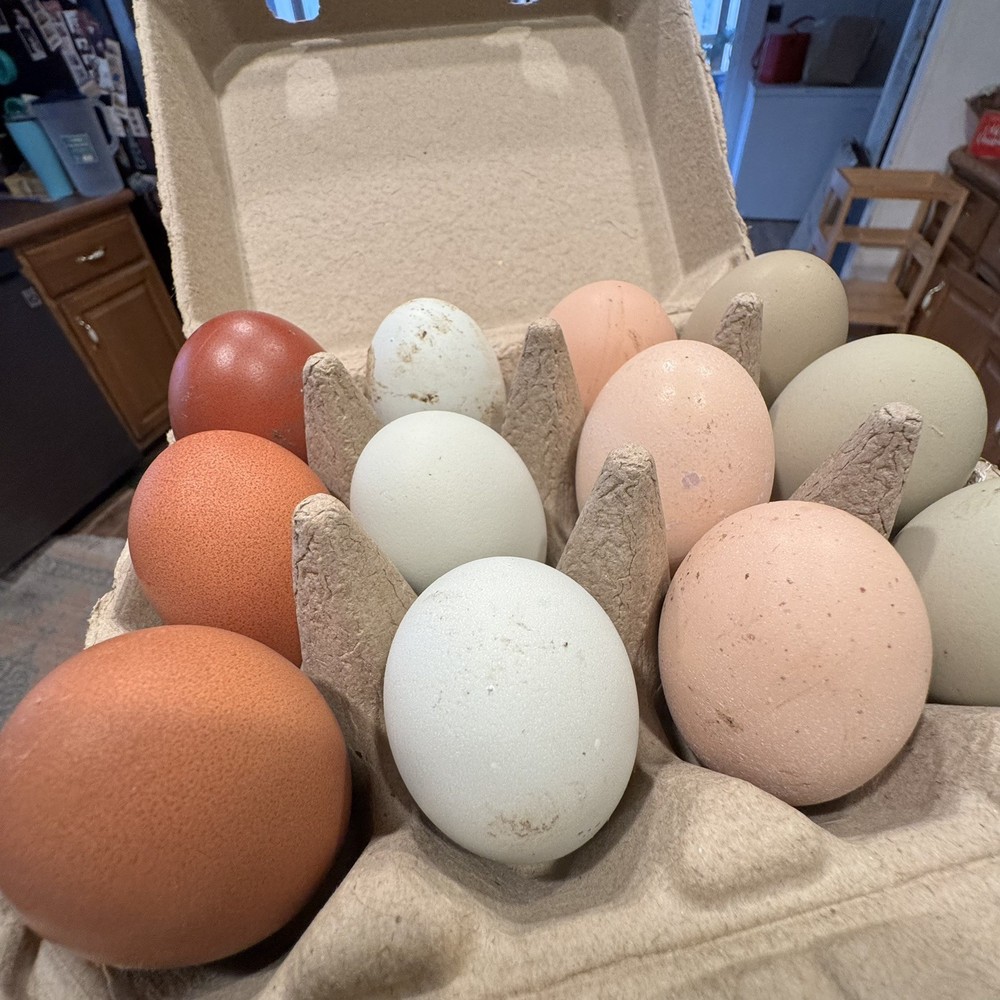 10 “Who’s Your Daddy?” RAINBOW Hatching Chicken Eggs 🤍🌈