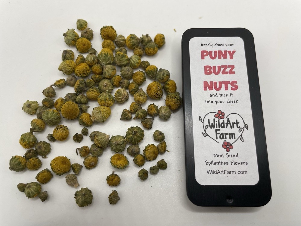 Herbal Buzz Button Mints - PUNY BUZZ NUTS - Breath Mint Sized Spilanthes Flowers