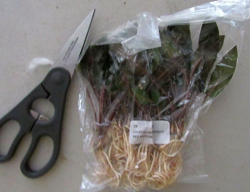 12 medium crypt wendtii red