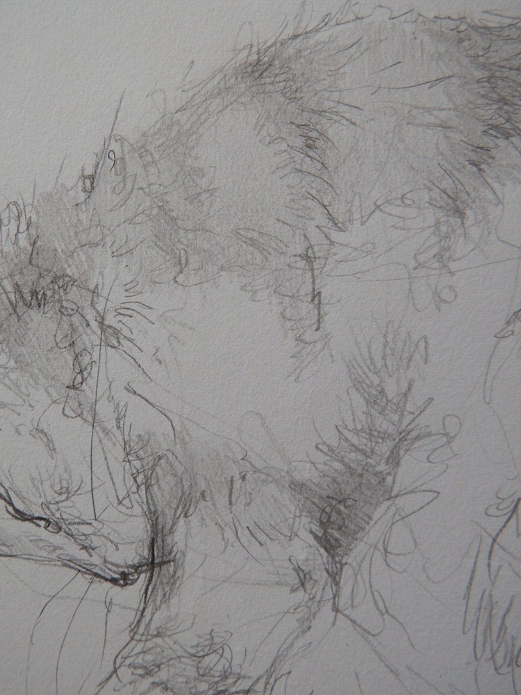 Pencil drawing cat curled sleeping