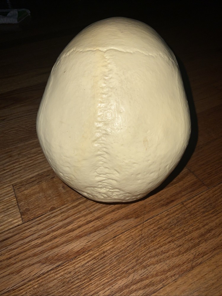 Realistic Human Skull Replica With Hinged Movable Jaw