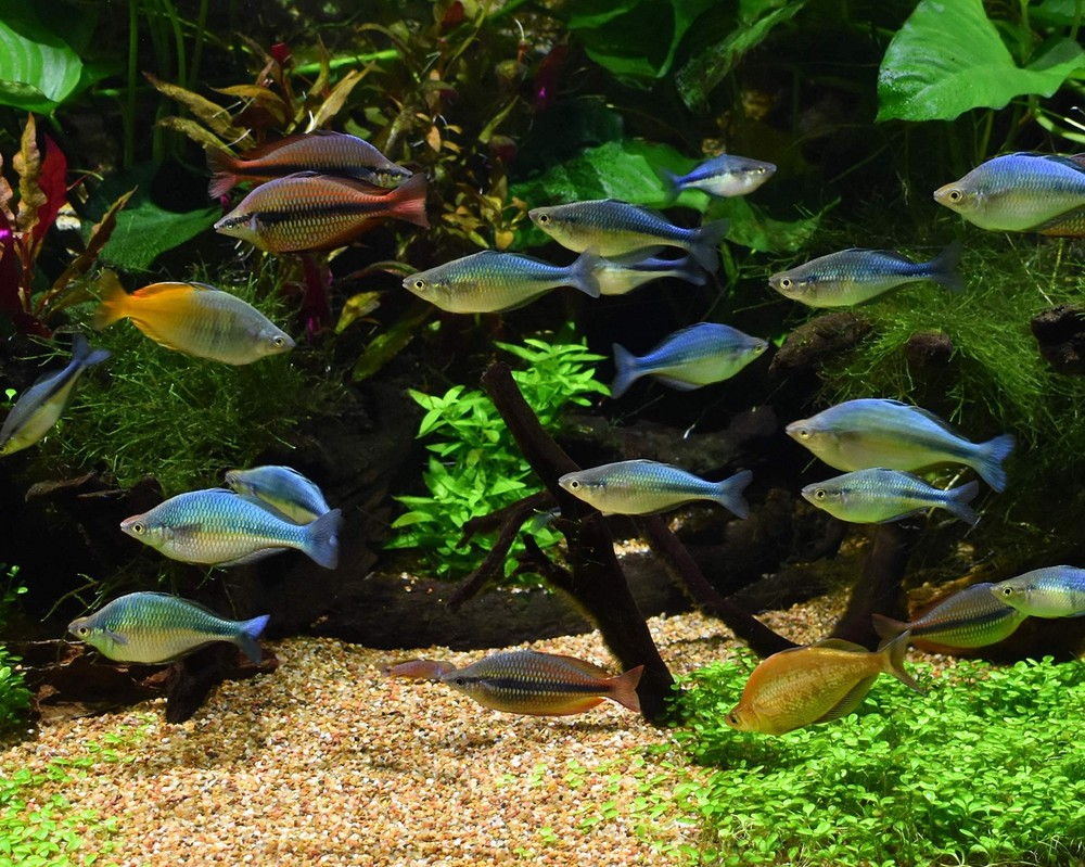 Fish Aquatic Supplies Alkaline Buffer 4kg