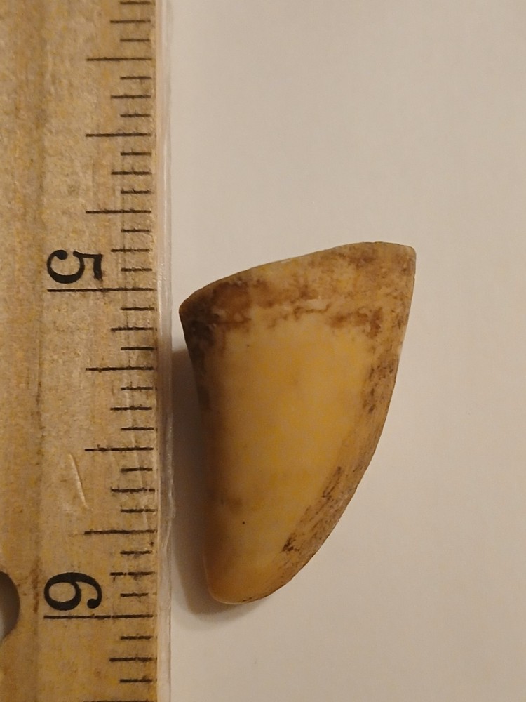 Fossilized Fa*ng From Extinct Pre*datory Fish~ Mosasaur From Morocco